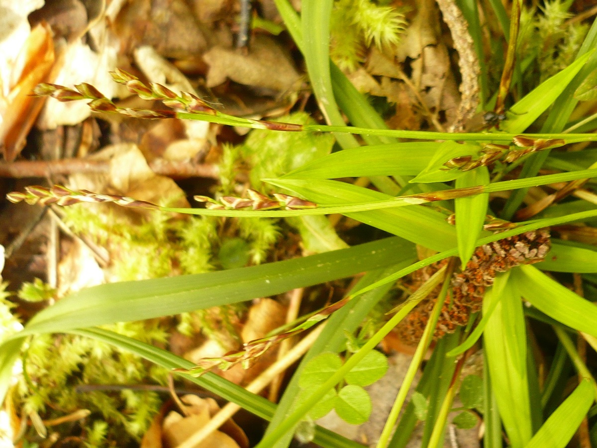 Carex digitata (Cyperaceae)